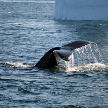The Cutest Creatures of the Cold: A Wildlife Love Story at the Bottom of the World