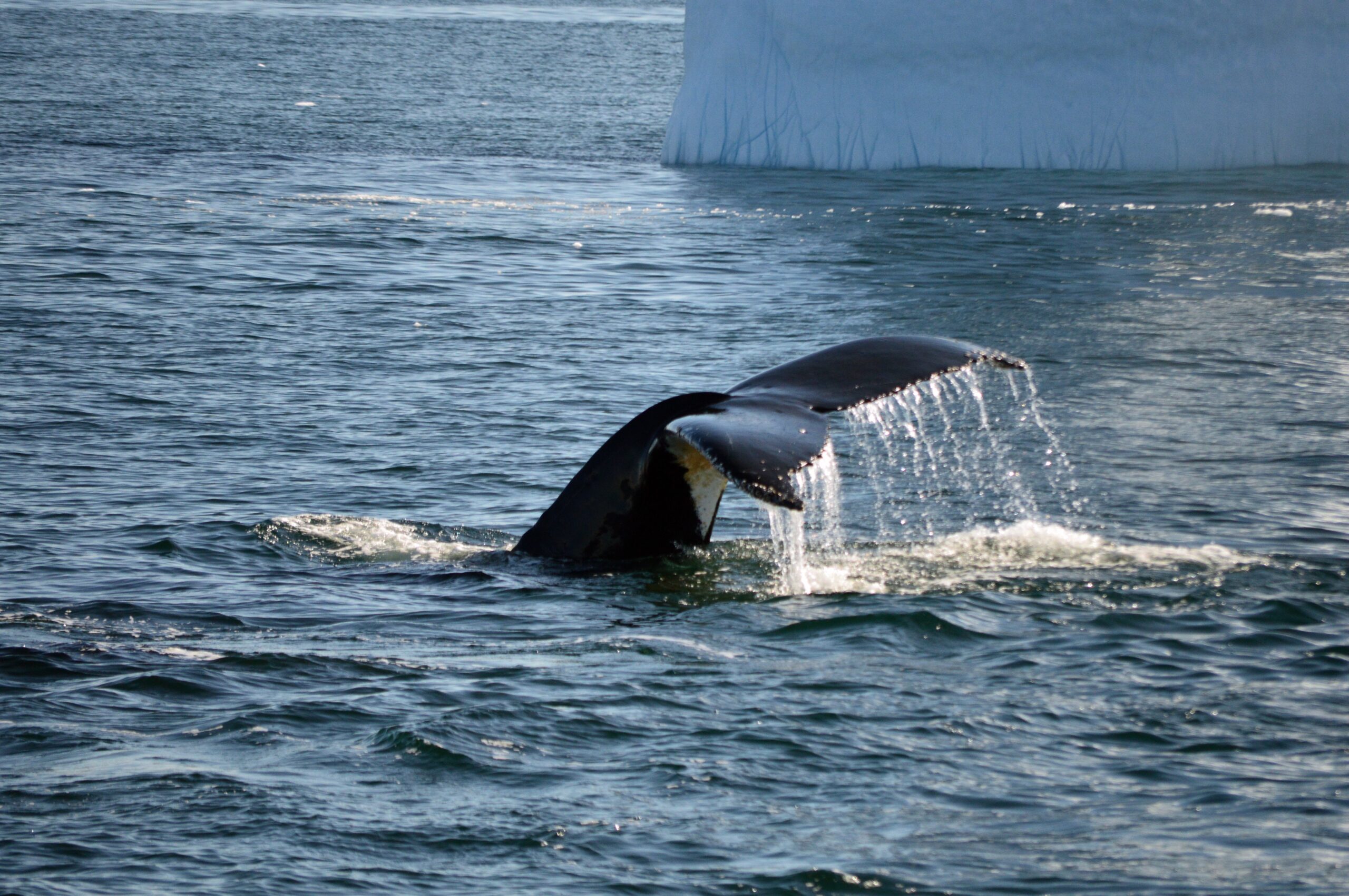 Whale simming in Antarctica with flipper out of the water
