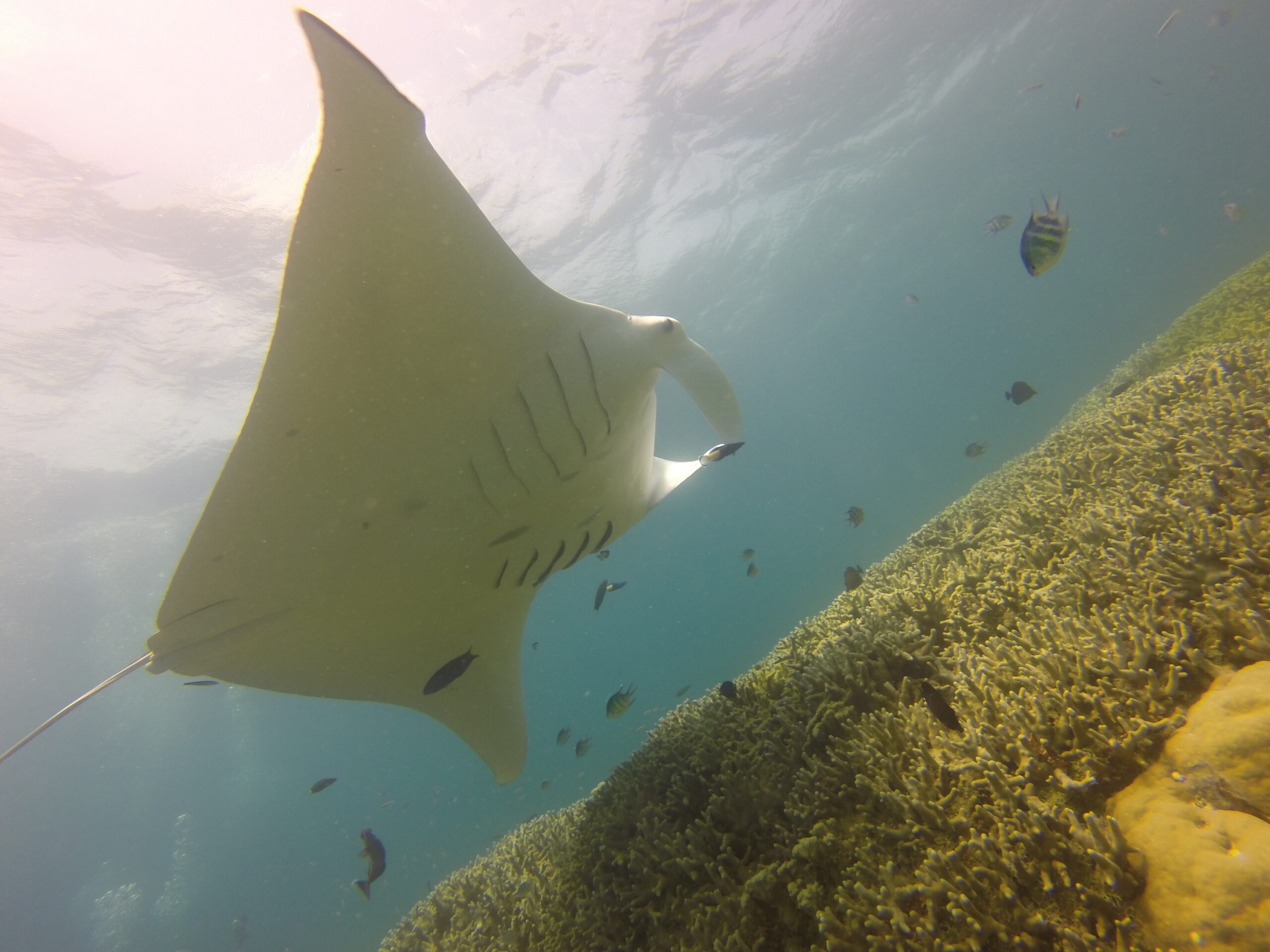 Scuba Diving with Manta Ray Micronesia