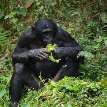 In the Heart of the Continent: 10 Central African Experiences That Move You