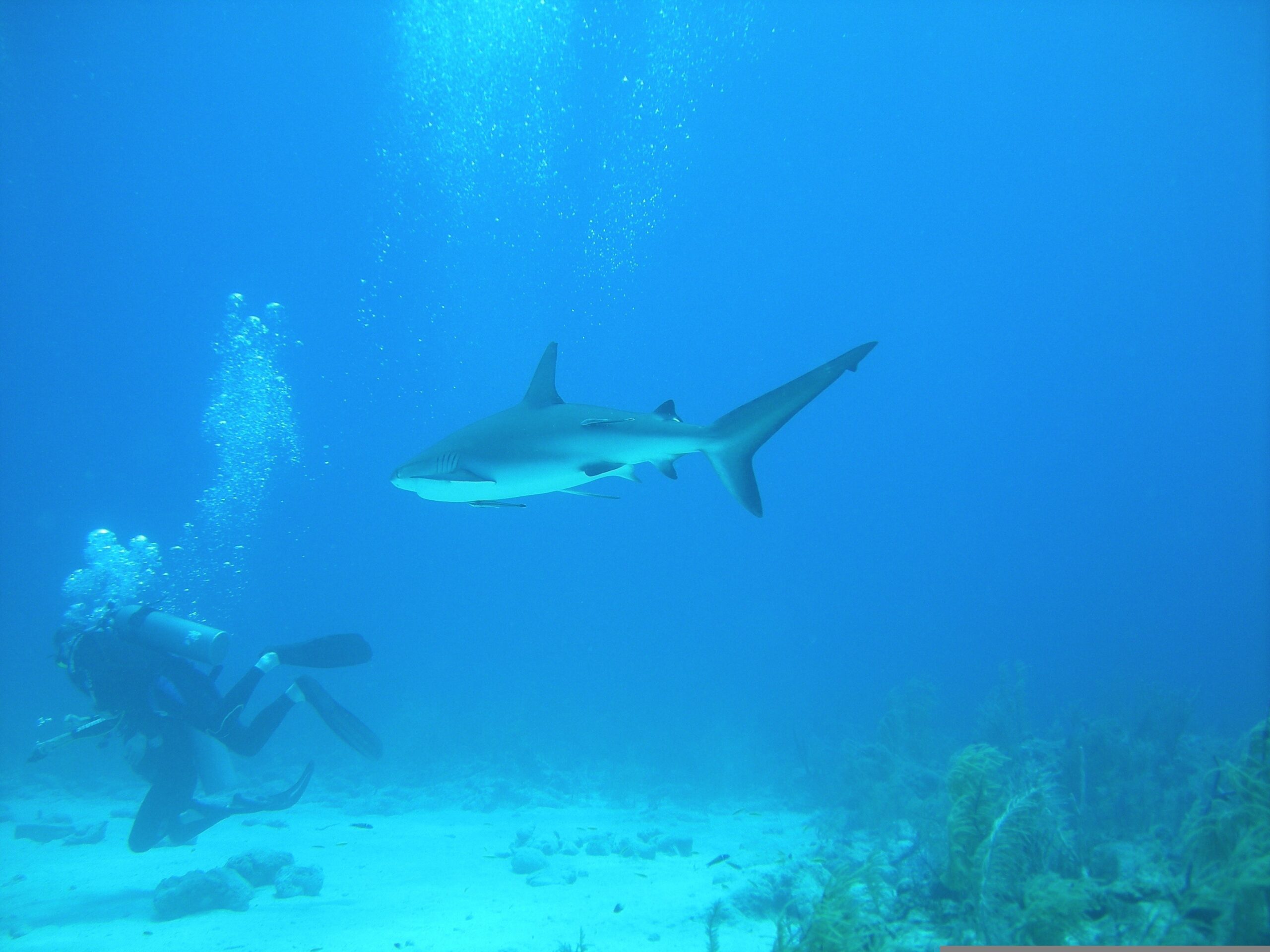 Dive in Nassau Bahamas
