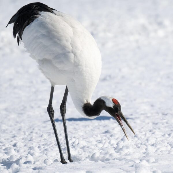 Red Crowned Cranes East Hokkaido Japan