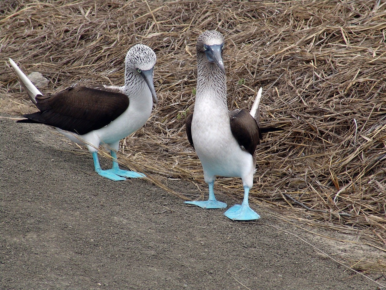 Birds of South America